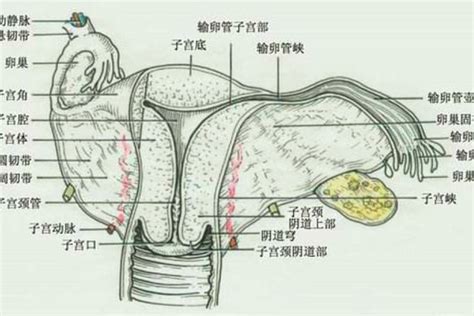 女人生殖器|女陰